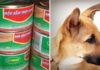 Debunking the Canned Dog Meat Factory in Ninh Binh