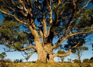 The Secret to the Tree of Golden Treasures: Gathering Leaves to Create a Fortune, This Tree is Also Found in Vietnam
