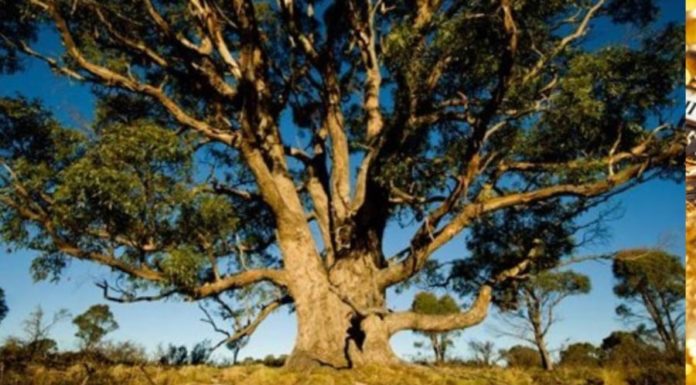 The Secret to the Tree of Golden Treasures: Gathering Leaves to Create a Fortune, This Tree is Also Found in Vietnam