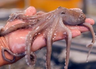 The Octopus: A Culinary Adventure – Exploring Tasty Treats and Dishes.