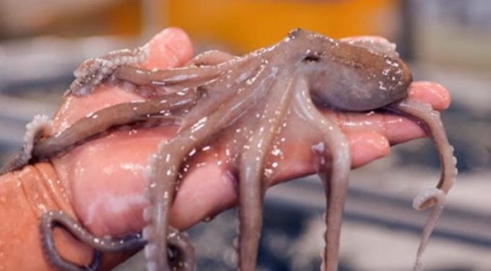 The Octopus: A Culinary Adventure – Exploring Tasty Treats and Dishes.