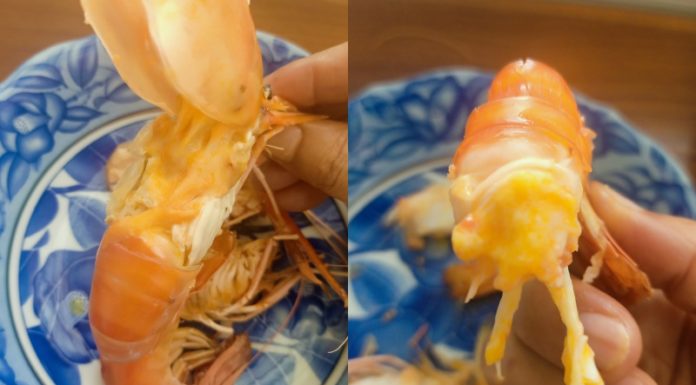 Are You Sure You Can Distinguish Between Bricks and Shrimp Waste?