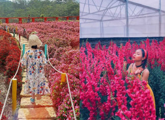 Have You Discovered These 5 Luxurious Lunar New Year Photo Ops in Dalat?