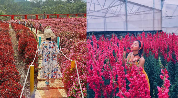 Have You Discovered These 5 Luxurious Lunar New Year Photo Ops in Dalat?