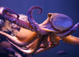 Eating a ‘Monster’ with 3 Hearts and 9 Brains: Unknowingly Devouring a Delicacy