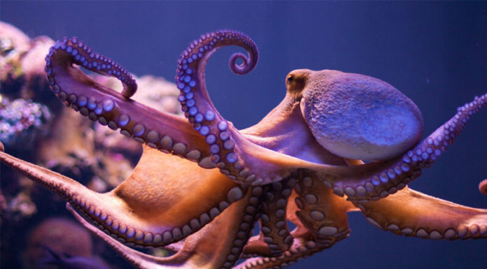 Eating a ‘Monster’ with 3 Hearts and 9 Brains: Unknowingly Devouring a Delicacy