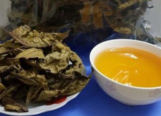 What is Bancha? The Impressive Health Benefits of Bancha.