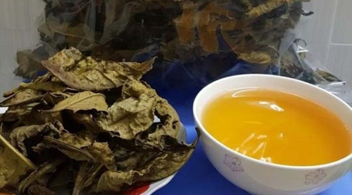 What is Bancha? The Impressive Health Benefits of Bancha.