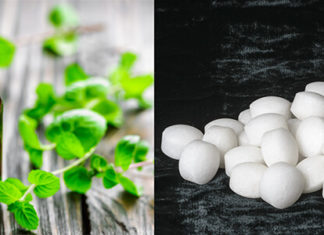 What is Camphor? The Ultimate Guide to Using Camphor to Repel Mice.