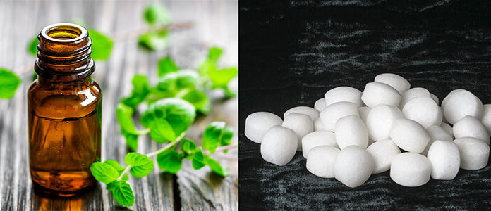 What is Camphor? The Ultimate Guide to Using Camphor to Repel Mice.