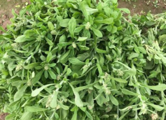 Where Can You Find the Best ‘Banh Khuc’ Specialty? What Are the Characteristics of ‘Banh Khuc’?