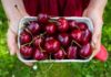 Preserving Cherries: Keep Them Fresh and Delicious Just Like the Day You Bought Them