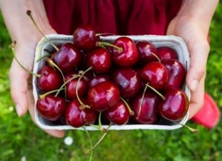 Preserving Cherries: Keep Them Fresh and Delicious Just Like the Day You Bought Them