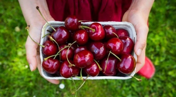 Preserving Cherries: Keep Them Fresh and Delicious Just Like the Day You Bought Them