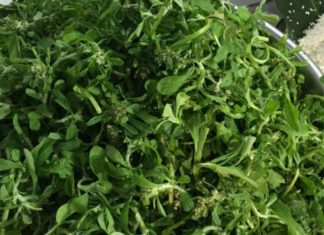 Preserving Water Dropwort: A Simple Guide to Keeping it Fresh as Newly Harvested