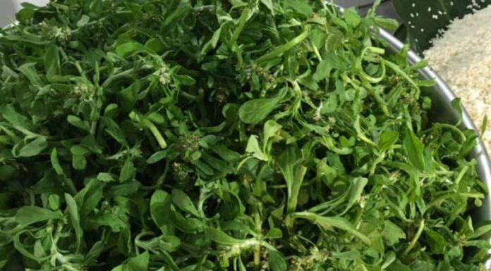 Preserving Water Dropwort: A Simple Guide to Keeping it Fresh as Newly Harvested