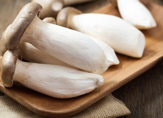 Unveiling the Secrets to Picking the Freshest and Tastiest Oyster Mushrooms: A Grower’s Guide