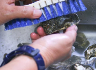 The Ultimate Guide to Steaming and Grilling Oysters: A Recipe for Succulent, Juicy Deliciousness