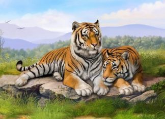 Unveiling the Tiger’s Fortune in 2024: Health and Work Take Center Stage