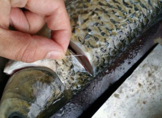 The Ultimate Guide to Eliminating Fish Odor: A Simple Solution