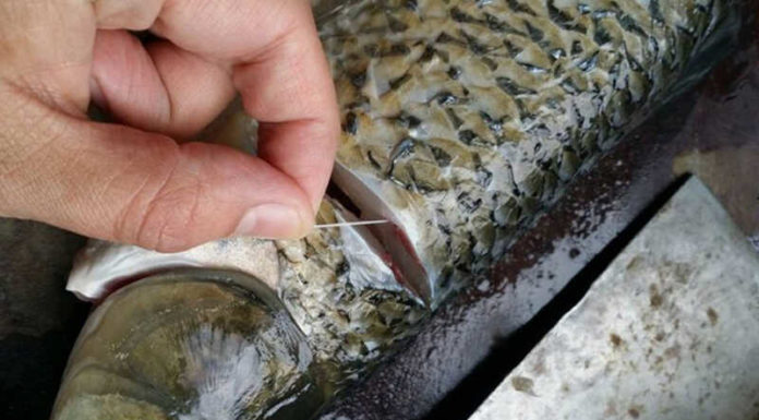 The Ultimate Guide to Eliminating Fish Odor: A Simple Solution