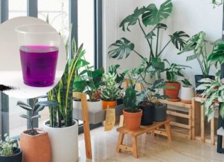 “The Ultimate Guide to Natural Pest Control: Nurture Your Plants and Watch Them Thrive”