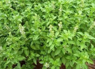 Can Pregnant Women Eat Perilla Leaves? Things to Know About Eating Perilla Leaves During Pregnancy