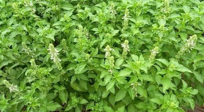 Can Pregnant Women Eat Perilla Leaves? Things to Know About Eating Perilla Leaves During Pregnancy