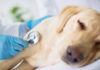 Does Kennel Cough in Dogs Spread to Humans?