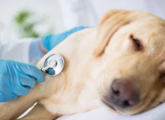 Does Kennel Cough in Dogs Spread to Humans?