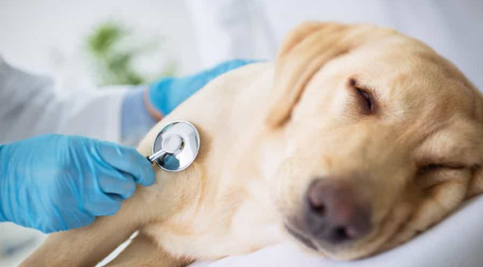 Does Kennel Cough in Dogs Spread to Humans?