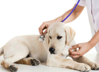 Parasitic Blood Disorders in Dogs: Causes, Symptoms, and Treatments