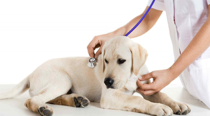 Parasitic Blood Disorders in Dogs: Causes, Symptoms, and Treatments