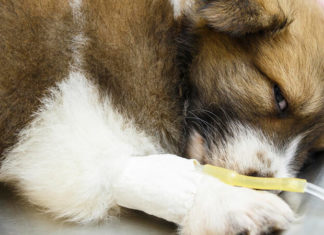 How Long Does Parvo Last in Dogs? Can It Affect Humans?