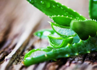 The Ultimate Guide to Preparing Aloe Vera Without the Bitter Taste