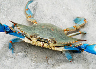 The Ultimate Guide to Choosing Crab for a Delicious Crab-Mien Stir-Fry