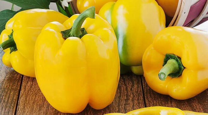 The Ultimate Guide to Selecting, Storing, and Cooking with Bell Peppers