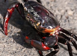 The Ultimate Guide to Choosing the Tastiest and Meatiest Mud Crabs