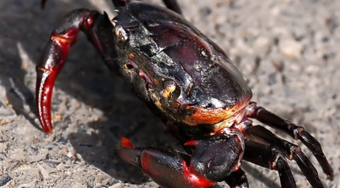 The Ultimate Guide to Choosing the Tastiest and Meatiest Mud Crabs