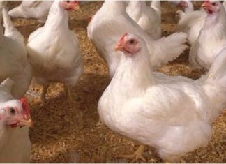 The Secret to Transforming Bland Industrial Chicken into a Tasty, Tender Treat