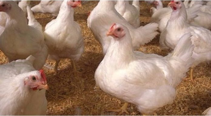 The Secret to Transforming Bland Industrial Chicken into a Tasty, Tender Treat