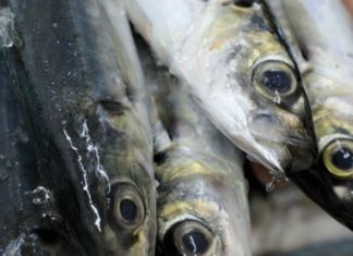 The Secret to Always Having Fresh Mackerel