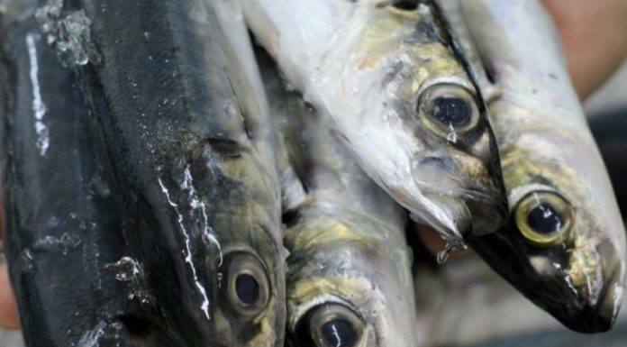 The Secret to Always Having Fresh Mackerel