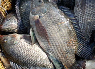 The Secret to Flavorful Fish Stock Without the Funk