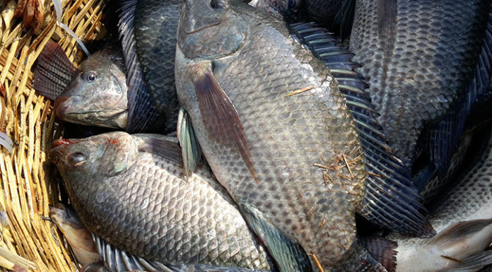 The Secret to Flavorful Fish Stock Without the Funk