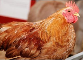 “The Perfectly Boiled Chicken for New Year’s Eve and Lunar New Year Feast”