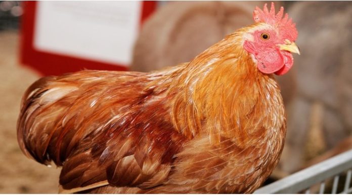 “The Perfectly Boiled Chicken for New Year’s Eve and Lunar New Year Feast”