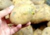The Ultimate Guide to Detoxing Your Potato
