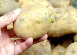 The Ultimate Guide to Detoxing Your Potato