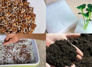 The Secret to Growing Water Spinach in a Basket: Easy and Quick Harvest in Just 2 Weeks